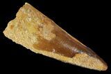 Spinosaurus Tooth - Real Dinosaur Tooth #163777-1